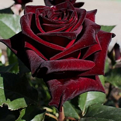 Роза чайно-гибридная "Блэк Бакара" (Black Baccara)