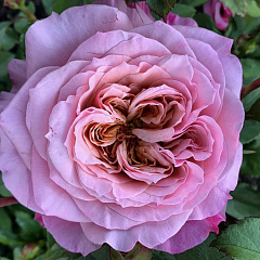 Роза японская "Мияби" (Miyabi)