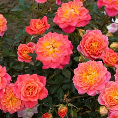 Роза миниатюрная "Мандарин" (Mandarin) ИХ