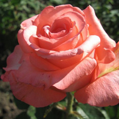 Роза чайно-гибридная "Нобилис" (Nobilis)