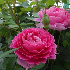 Роза японская "Шехеризаде" (Sheherazade)