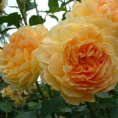 Роза английская "Молинью" (Molineux)