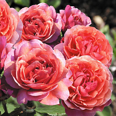 Роза шраб "Ладюре" (Laduree)
