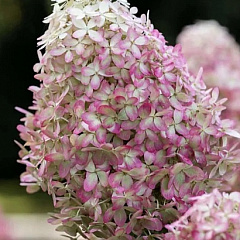 Гортензия метельчатая "Роял Фловер" (Royal Flower)